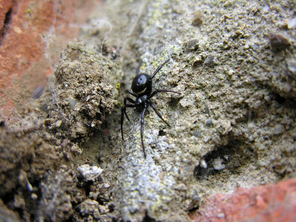 Steatoda paykulliana